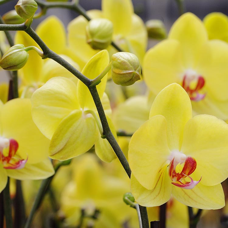 what causes orchids to lose their buds what causes orchids to lose their buds