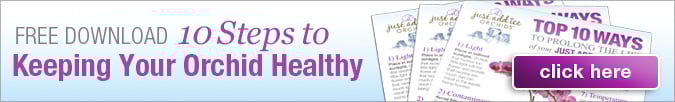 Keeping you Orchid Healthy