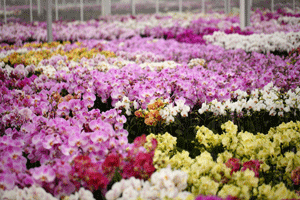 orchid history