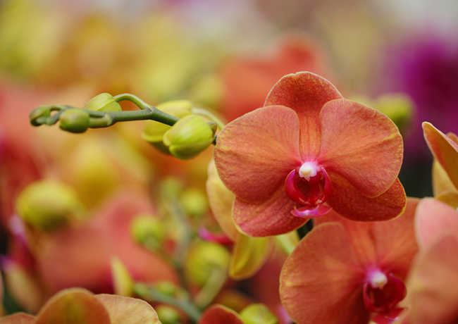 salmon-orchid-fall