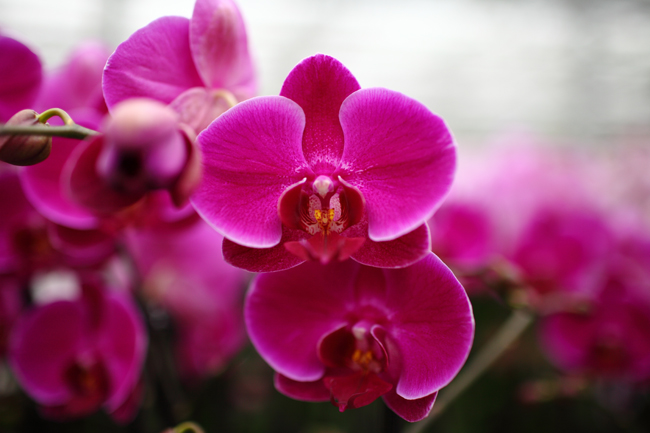 purple-orchid-1