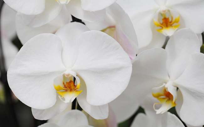 white-orchid-decor