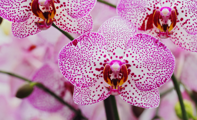 pink-leopard-orchid