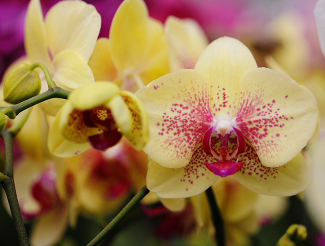 yellow-starburst-orchid
