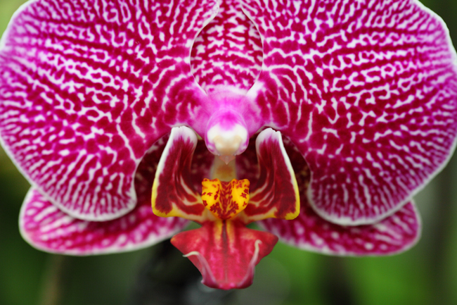 vibrant-patterned-orchid
