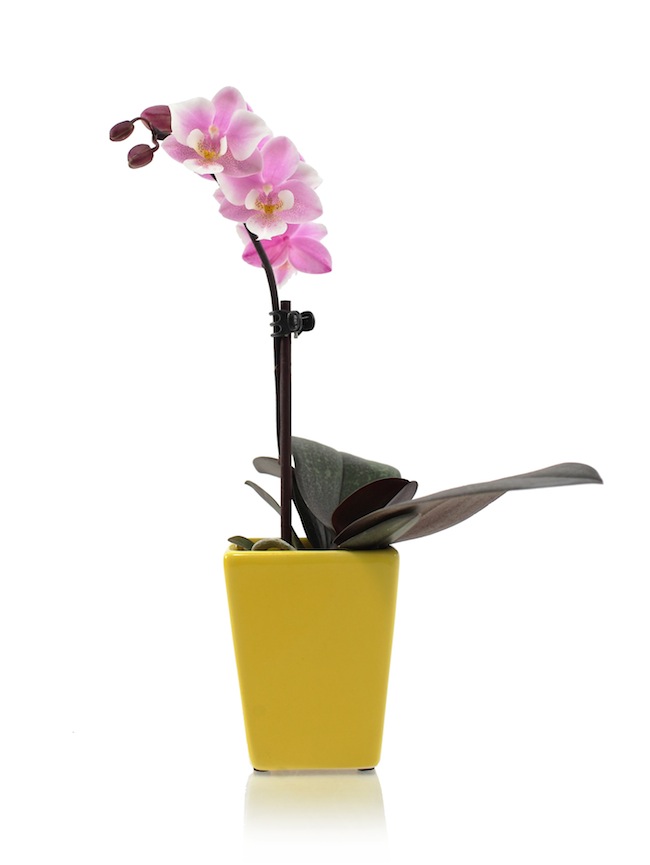 Modern-Mini-Orchid