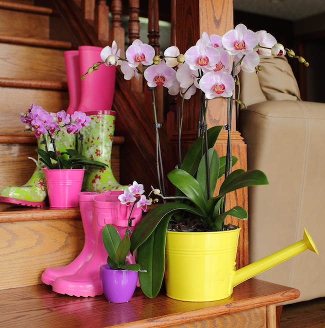 just-add-ice-orchids-watering-can-planter just-add-ice-orchids-watering-can-planter