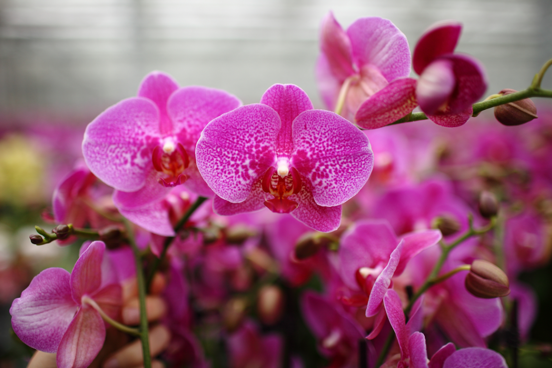 Top 7 Reasons Your Customers Will Buy Orchids