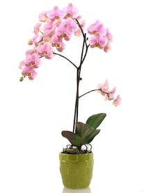 selecting-orchid-from-store