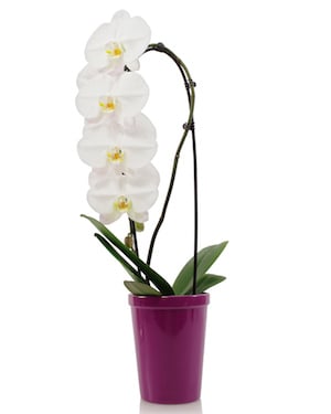 orchid-last-minute-gift