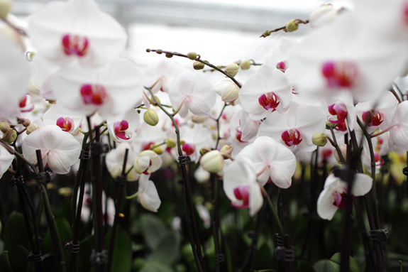 White-Orchid-with-Red-Center