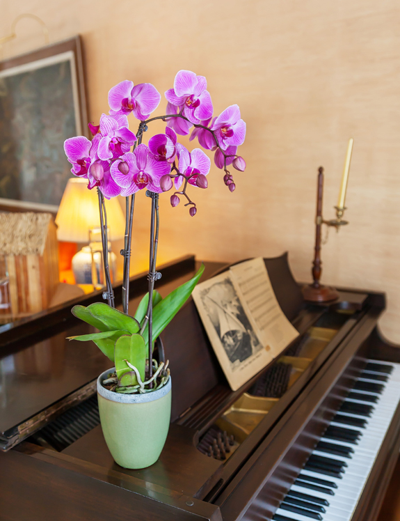 Striped-Purple-Orchid-on-Piano