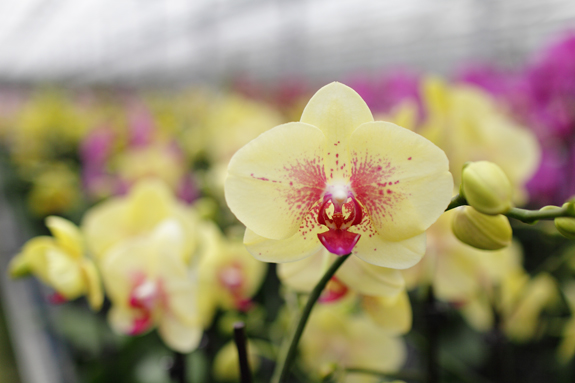 Yellow-Orchid-with-Pink-Spots-1