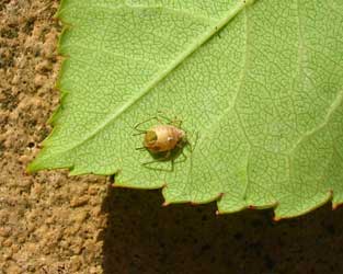 Aphids are one such pest that can deprive an orchid of essential nutrients