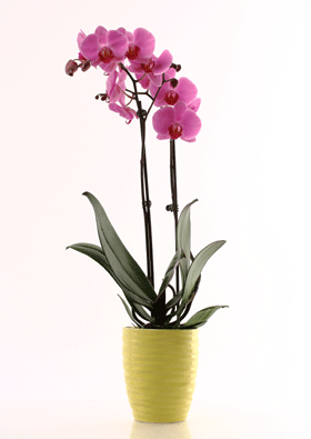 Clay Potted Orchid