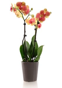 fertilizing phalaenopsis orchids