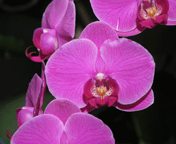 orchid-reblooming