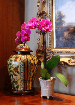 international orchid alliance