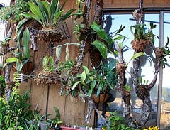 mounted orchids How to Mount Orchids