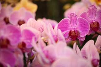 Group of orchids