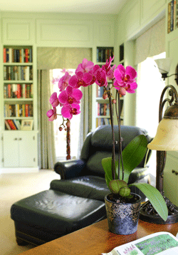 Orchid Care Temperature