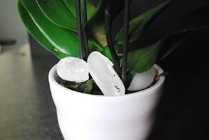 Orchid Care Watering