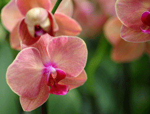 orchid collections