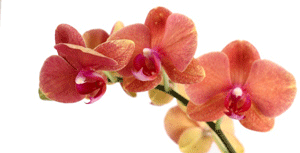 Prepping Orchids for Display: Trade Secrets, Right Here - Orchid Bliss