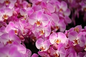 orchid fertilizer tips