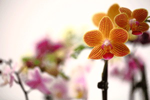 orchid keiki