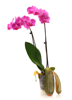 How do you care for Phalaenopsis orchids with yellowing leaves?