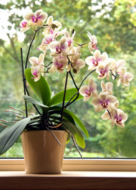 Orchids Like Indirect Sunlight