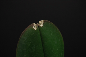 orchid pests