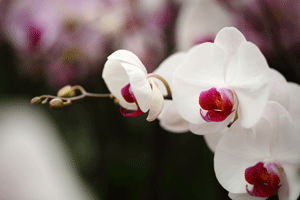 orchid photosynthesis