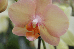orchid pollination