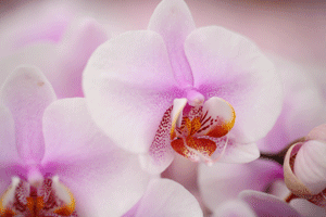 Orchid Popularity