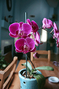 Orchid Repotting