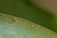 orchid scale insect