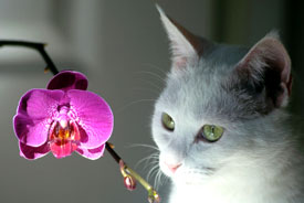 are orchids poisonous to cats and dogs