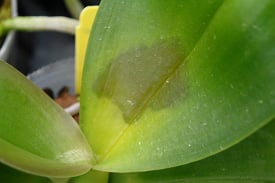 How to Treat Orchid Bacterial, Fungal Diseases