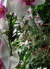 orchid wall auntjojo