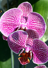 Resources from the American Orchid Society