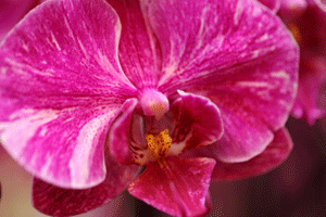 pollinate orchids