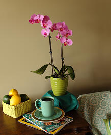Orchids have been a favorite among flower collectors