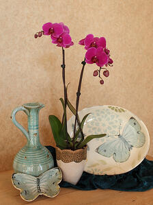 welcoming-orchids-into-your-home