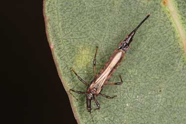 If not taken care of, Thrips are a threat to your orchid