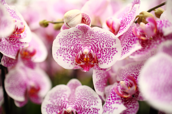 The orchid has become a permanent fixture in Washington, D.C.