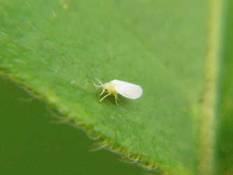 Whiteflies are one of many pests that can do damage to orchids
