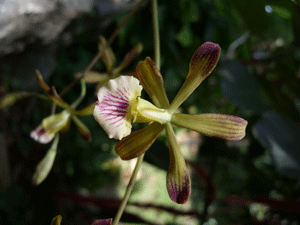 orchid species