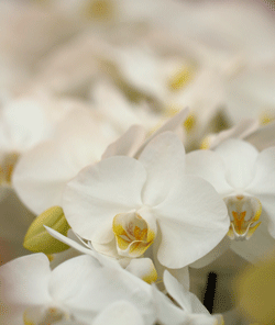 wedding orchids